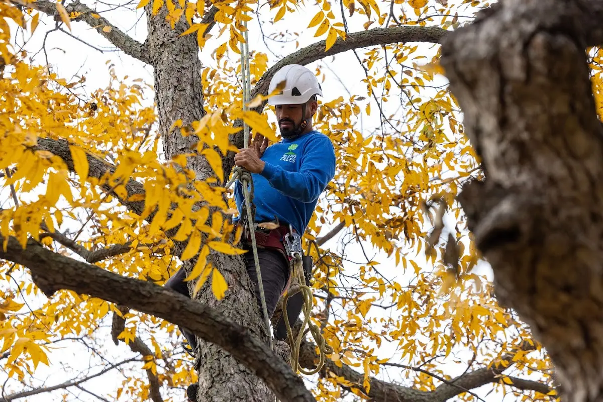 Skilled Tree Planing crew working in Lakeside